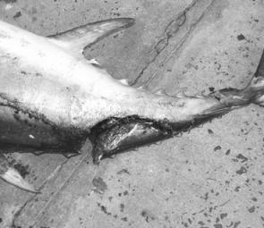 With the fresh in the river, sharks are a real problem on the sea walls for those chasing longtail tuna. This longtail almost became a short-tail!